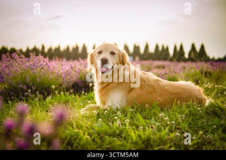 Golden Retriever dans le domaine avec des fleurs violettes lavande Banque D'Images