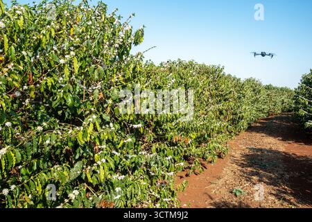 drone volant au-dessus d'une plantation de café en fleurs par une journée ensoleillée Banque D'Images