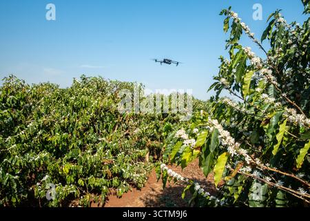 drone volant au-dessus d'une plantation de café en fleurs par une journée ensoleillée Banque D'Images