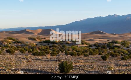 Heure d'or dans la vallée de la mort avec de petites silhouettes sur les dunes de sable plates de Mesquite sous le ciel étendu et la lumière chaude. Banque D'Images