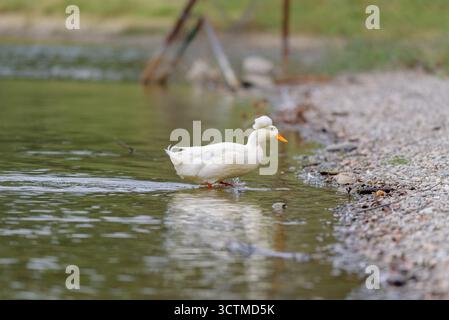 Canard blanc avec une touffe sur sa tête pataugant dans un lac près de la rive. Banque D'Images