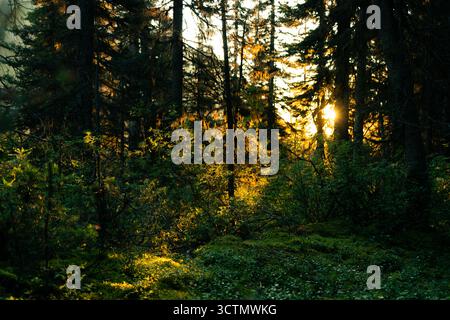 La lumière du soleil filtre à travers une forêt dense, soulignant le feuillage vert vibrant. Banque D'Images