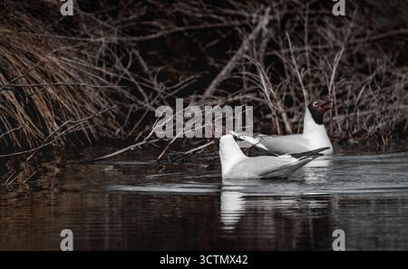 Gros plan en bas angle de deux goélands à tête noire (Chroicocephalus ridibundus) hurlant, humeur sombre, 16 :9 Banque D'Images