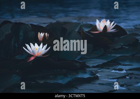 Une image sombre et sombre de tes nénuphars (Nymphaeaceae) sur un lac, de couleur bleue, d'ambiance atmosphérique, horizontale Banque D'Images