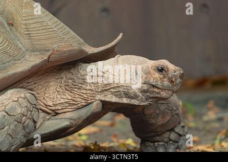 Tortue africaine (Centrochelys sulcata), portrait latéral très proche de sa tête en marchant Banque D'Images