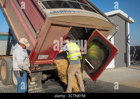 Inwood (Iowa) - le maïs nouvellement récolté est déchargé au Cooperative Farmers Elevator (CFE). Le maïs sera empilé et recouvert d'une bâche pour l'hiver Banque D'Images