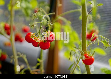 Tomates cerises mûres (Solanum lycopersicum var. cérasiforme) poussant dans une serre de jardin. Banque D'Images
