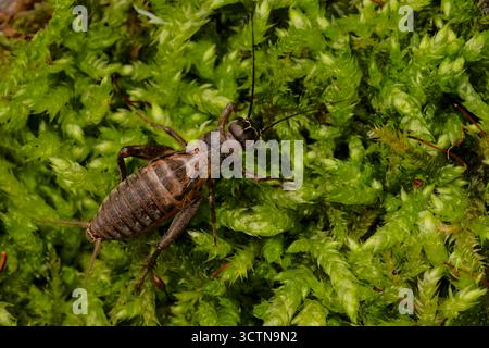 Grillon domestique (Acheta domesticus) sur la surface en bois mousseline, macro plan détaillé d'insecte brun dans l'environnement naturel. Banque D'Images