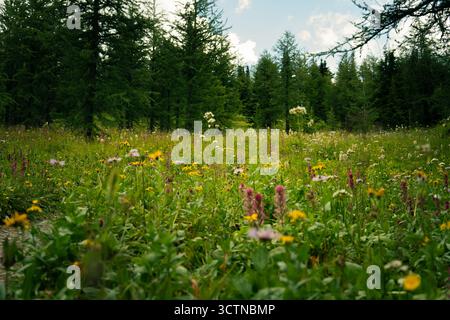 Prairie de fleurs sauvages colorées devant une forêt vert foncé par une journée ensoleillée. Banque D'Images