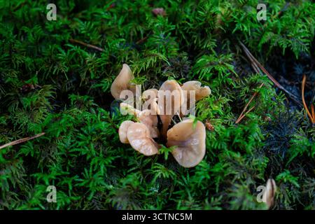 Grappe de petits champignons bronzés Helvella Elastica poussant parmi la mousse verte vibrante. Banque D'Images