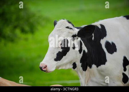 Vache sur pâturage. Troupeau de vaches en pâturage dans les Alpes. Vaches Holstein sur les pâturages d'été. Vache mature au champ d'herbe. Vaches mangeant de l'herbe au pâturage. Ferme des vaches. Vaches Banque D'Images