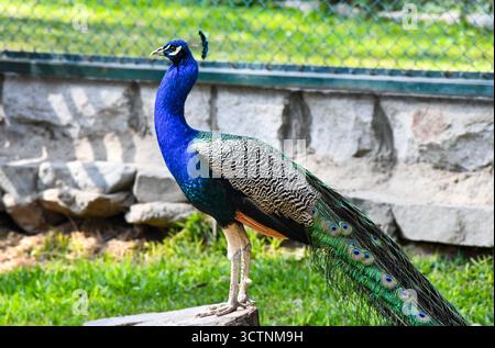 Paon (Pavo cristatus) debout sur une souche d'arbre. Photo colorée de la faune montrant le plumage élégant et les plumes irisées de la queue de cet oiseau. Banque D'Images