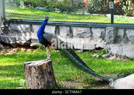 Paon (Pavo cristatus) debout sur une souche d'arbre. Photo colorée de la faune montrant le plumage élégant et les plumes irisées de la queue de cet oiseau. Banque D'Images