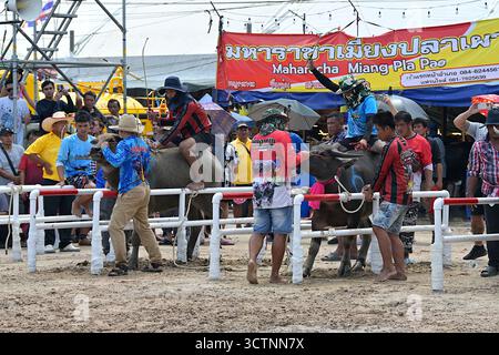 Des jockeys qui stabilisent leurs buffles d'eau, tous prêts pour la course de 100 m au 154e Buffalo Racing Festival, Chonburi, Thaïlande Banque D'Images