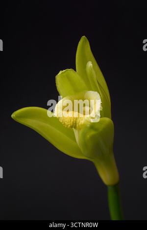 macro vue de fleur de vanille isolé fond noir, pétales délicats et étamines vibrantes, plante commercialement importante dans un concept botanique élégant Banque D'Images