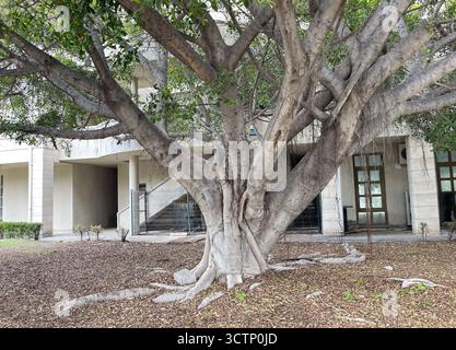 Grand arbre avec des racines expansives en milieu urbain. Un arbre majestueux aux racines tentaculaires se dresse devant un bâtiment moderne. Banque D'Images