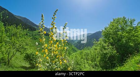 Montagnes verdoyantes avec de hautes fleurs sauvages avec des fleurs jaunes au premier plan. Magnifiquement l'essence de la nature et du printemps. Banque D'Images