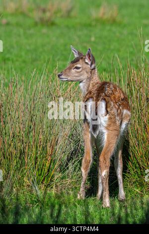 Le cerf en jachère européen (Dama dama) faon dans les prairies en automne / automne Banque D'Images