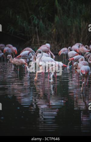 Der Almkanal (ALM), eines der ältesten Wasser- und Energieversorgungssysteme Mitteleuropas, als auch eines der wichtigsten Naherholungsgebiete der Stadt Salzburg AM 02.09.2021. IM Bild : Flamingos im réunissant Peter Weiher // L'Almkanal (canal d'Alm), l'un des plus anciens systèmes d'approvisionnement en eau et en énergie d'Europe centrale, ainsi que l'une des plus importantes zones de loisirs de la ville de Salzbourg le 2 septembre 2021. Photo : flamants roses dans l'étang Peter Weiher - 20210902 PD28537 crédit : APA-PictureDesk/Alamy Live News Banque D'Images