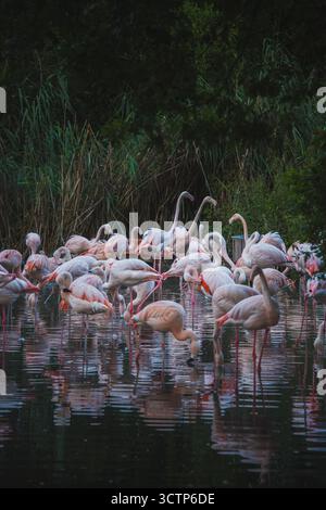 Der Almkanal (ALM), eines der ältesten Wasser- und Energieversorgungssysteme Mitteleuropas, als auch eines der wichtigsten Naherholungsgebiete der Stadt Salzburg AM 02.09.2021. IM Bild : Flamingos im réunissant Peter Weiher // L'Almkanal (canal d'Alm), l'un des plus anciens systèmes d'approvisionnement en eau et en énergie d'Europe centrale, ainsi que l'une des plus importantes zones de loisirs de la ville de Salzbourg le 2 septembre 2021. Photo : flamants roses dans l'étang Peter Weiher - 20210902 PD28536 crédit : APA-PictureDesk/Alamy Live News Banque D'Images