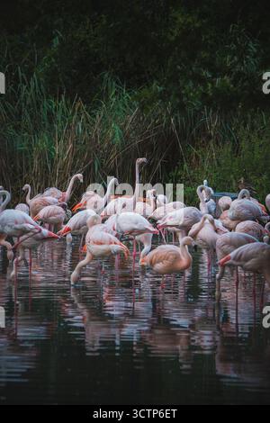 Der Almkanal (ALM), eines der ältesten Wasser- und Energieversorgungssysteme Mitteleuropas, als auch eines der wichtigsten Naherholungsgebiete der Stadt Salzburg AM 02.09.2021. IM Bild : Flamingos im réunissant Peter Weiher // L'Almkanal (canal d'Alm), l'un des plus anciens systèmes d'approvisionnement en eau et en énergie d'Europe centrale, ainsi que l'une des plus importantes zones de loisirs de la ville de Salzbourg le 2 septembre 2021. Photo : flamants roses dans l'étang Peter Weiher - 20210902 PD28534 crédit : APA-PictureDesk/Alamy Live News Banque D'Images