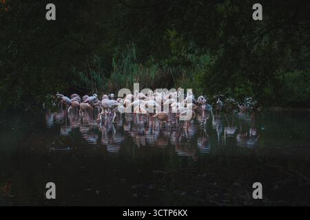 Der Almkanal (ALM), eines der ältesten Wasser- und Energieversorgungssysteme Mitteleuropas, als auch eines der wichtigsten Naherholungsgebiete der Stadt Salzburg AM 02.09.2021. IM Bild : Flamingos im réunissant Peter Weiher // L'Almkanal (canal d'Alm), l'un des plus anciens systèmes d'approvisionnement en eau et en énergie d'Europe centrale, ainsi que l'une des plus importantes zones de loisirs de la ville de Salzbourg le 2 septembre 2021. Photo : flamants roses dans l'étang Peter Weiher - 20210902 PD28538 crédit : APA-PictureDesk/Alamy Live News Banque D'Images