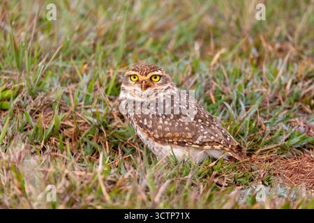 Hibou des terriers (Athene cunicularia), appelé choho, petite espèce terrestre à longues pattes originaire des paysages ouverts. Parc d'État de Vila Velha, para Banque D'Images