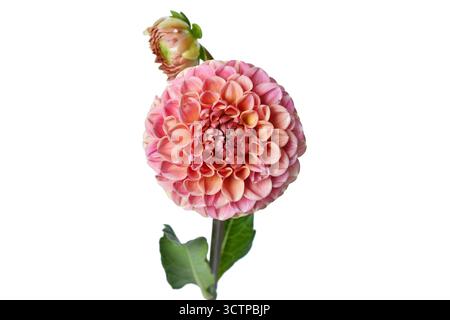 Fleur de Dahlia boule colorée pêche en pleine floraison sur fond blanc Banque D'Images