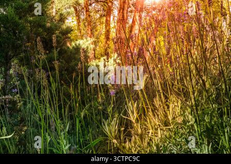 Jardin animé avec de grandes plantes de lavande baignées par le soleil. Entouré de verdure luxuriante et éclairé par des rayons chauds et dorés. Banque D'Images
