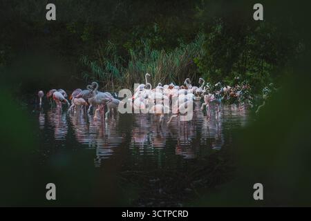 Der Almkanal (ALM), eines der ältesten Wasser- und Energieversorgungssysteme Mitteleuropas, als auch eines der wichtigsten Naherholungsgebiete der Stadt Salzburg AM 02.09.2021. IM Bild : Flamingos im réunissant Peter Weiher // L'Almkanal (canal d'Alm), l'un des plus anciens systèmes d'approvisionnement en eau et en énergie d'Europe centrale, ainsi que l'une des plus importantes zones de loisirs de la ville de Salzbourg le 2 septembre 2021. Photo : flamants roses dans l'étang Peter Weiher - 20210902 PD28535 crédit : APA-PictureDesk/Alamy Live News Banque D'Images