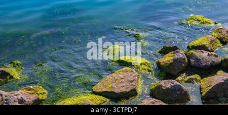 Rivage rocheux avec des algues vertes. Gros plan d'un rivage rocheux recouvert d'algues vertes vives, contrastant avec l'eau bleu clair sous la lumière du soleil. Banque D'Images