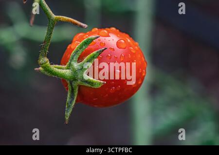 Tomate rouge fraîche sur la plante avec des gouttelettes d'eau après la pluie. Gros plan montrant la fraîcheur et la croissance organique du jardin. Symbolisant la nourriture saine. Banque D'Images