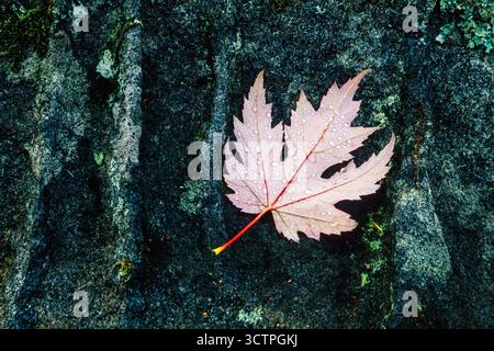Feuille d'érable tombée sur un rocher avec des gouttes d'eau en automne Banque D'Images