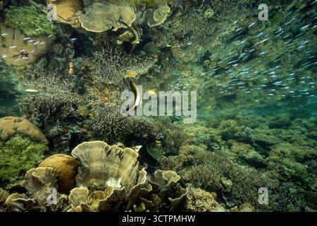 Réflexion pf un récif corallien à la surface avec des juvéniles Batfish, Platax teira, Raja Ampat Banque D'Images