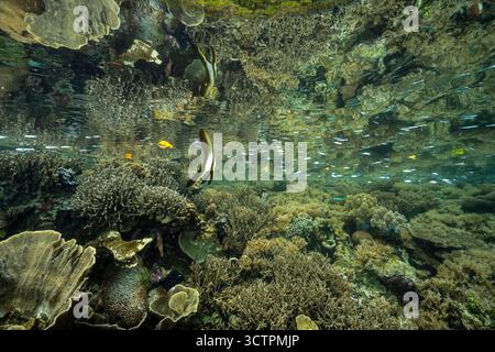 Réflexion pf un récif corallien à la surface avec des juvéniles Batfish, Platax teira, Raja Ampat Banque D'Images