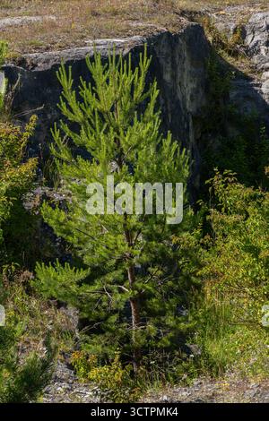 Un pin vibrant se dresse élastiquement contre une falaise de pierre dure entourée d'une végétation luxuriante sous le ciel bleu clair. La nature met en valeur sa beauté h. Banque D'Images