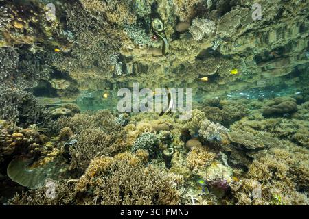 Réflexion pf un récif corallien à la surface avec des juvéniles Batfish, Platax teira, Raja Ampat Banque D'Images