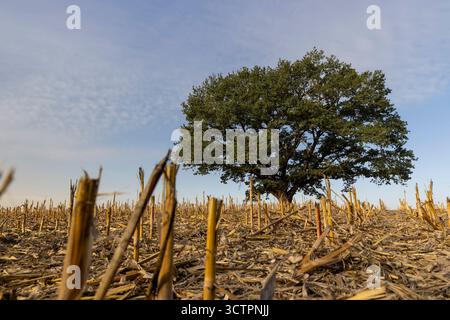 un grand chêne avec dans un champ après la récolte, un vieux chêne contre le ciel bleu dans un champ avec chaume de maïs dans la saison d'automne Banque D'Images
