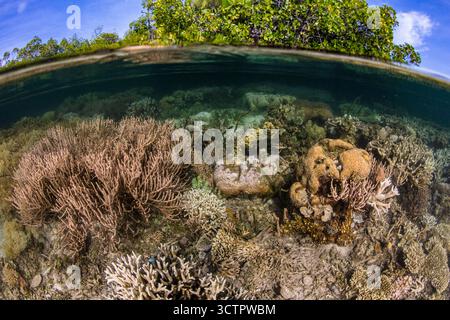 Des coraux sains et d'autres invertébrés prospèrent à la lisière d'une forêt de mangroves au milieu des îles reculées de Raja Ampat, Papouasie occidentale, Indonésie, Indo-Paci Banque D'Images