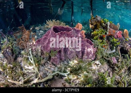 Des coraux sains et d'autres invertébrés prospèrent à la lisière d'une forêt de mangroves au milieu des îles reculées de Raja Ampat, en Indonésie. Cette région tropicale Banque D'Images