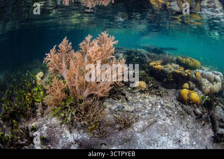 Des coraux sains et d'autres invertébrés prospèrent à la lisière d'une forêt de mangroves au milieu des îles reculées de Raja Ampat, en Indonésie. Cette région tropicale Banque D'Images