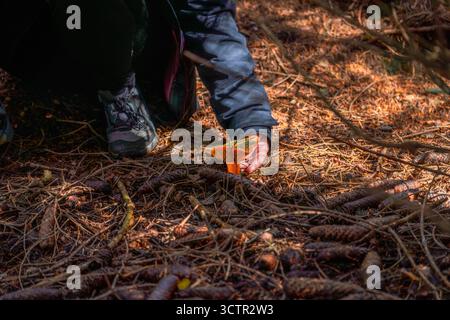Vue au niveau du sol de la main d'une femme cueillant soigneusement un champignon orange sauvage du sol dans une forêt d'automne couverte de pommes de pin. Banque D'Images