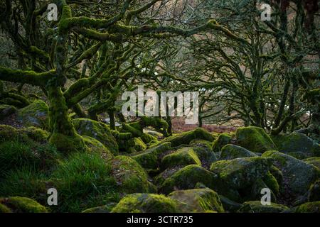 Arbres couverts de mousse, branches et rochers, à Wistman's Wood, parc national de Dartmoor, Devon, Royaume-Uni. Banque D'Images