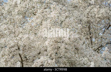 Une canopée dense d'un arbre entièrement couverte d'innombrables petites fleurs blanches brillantes Banque D'Images