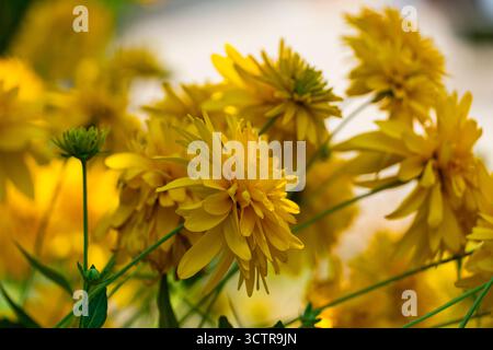 Gros plan de deux fleurs de rudbeckia jaune éclatantes qui fleurissent dans un jardin d'été avec des feuilles vertes luxuriantes en arrière-plan Banque D'Images