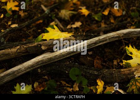 Branches d'arbres et feuilles d'érable jaunes dans une forêt en automne. Photo de haute qualité Banque D'Images