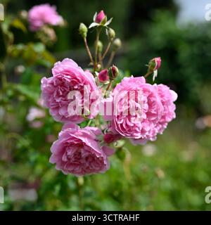 Fleurs d'été rose double de Rose arbuste anglais, rosa Harlow Carr UK jardin septembre Banque D'Images