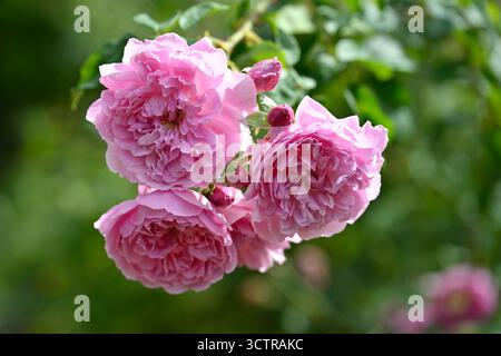 Fleurs d'été rose double de Rose arbuste anglais, rosa Harlow Carr UK jardin septembre Banque D'Images
