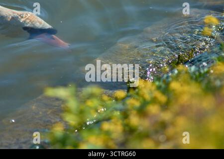 Gros plan de la tête d'un cygne immergé dans l'eau avec des fleurs jaunes au premier plan. Banque D'Images