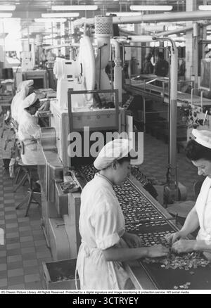 AB Marabou, Sundbyberg 1957. Les femmes s’assoient le long d’une bande transporteuse tandis que les pralines de massepain de Marabou reçoivent leur enrobage de chocolat brillant dans la soi-disant machine d’enrobage. Environ un demi-million de pralines passent le long de la ligne pendant chaque quart de travail. Fondée en 1916, Marabou est rapidement devenue l’un des producteurs de chocolat les plus appréciés de Suède. L'usine de Sundbyberg, juste à l'extérieur de Stockholm, a été son principal site de production pendant des décennies. Dans les années 1950, Marabou avait adopté la fabrication de confiseries à l'échelle industrielle, combinant des machines de précision avec un travail manuel qualifié - souvent effectué par des femmes. Banque D'Images